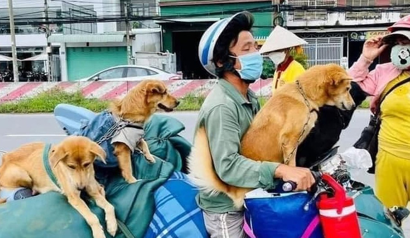 Vietnam Owners heartbroken after 12 dogs killed over Covid